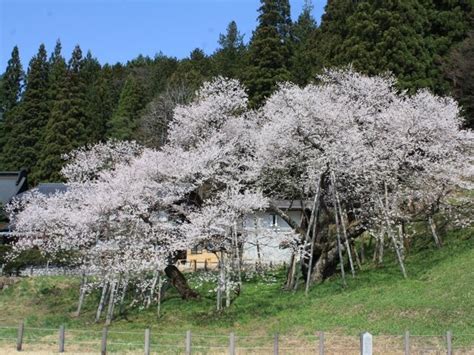 臥龍桜 開花状況|臥龍桜（高山市）